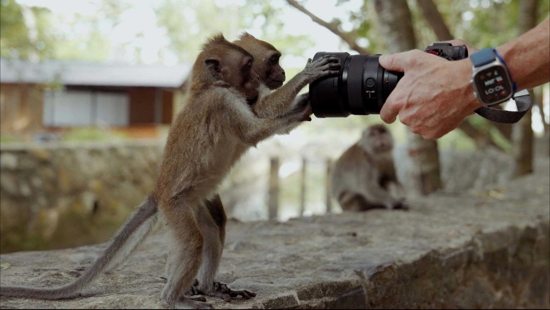 HOME Playful photo of monkeys in a forest—used creatively for viral content creation and unconventional engagement strategies.